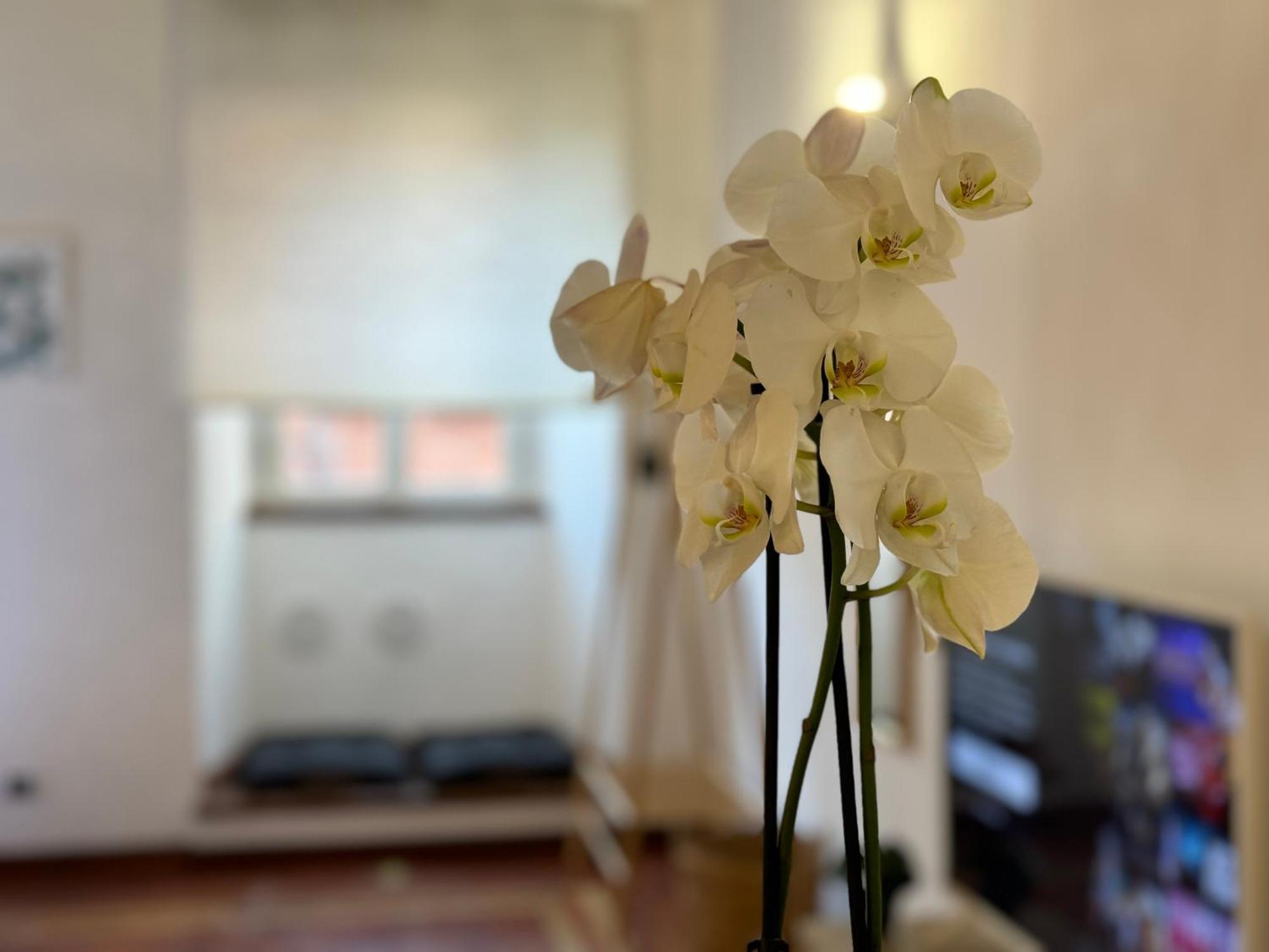 Ferienwohnung Il Vicoletto Marino Exterior foto